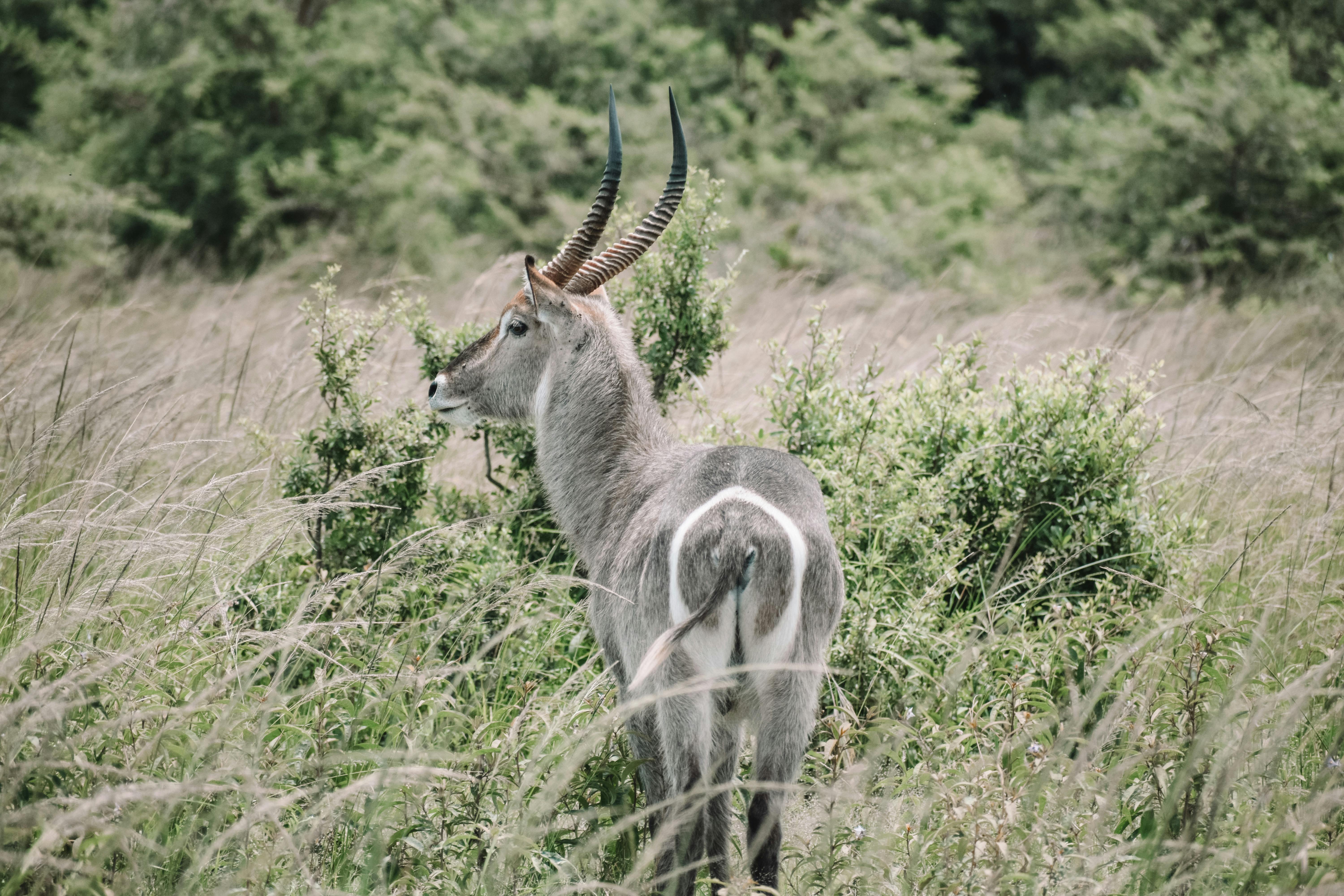 Gorongosa National Park