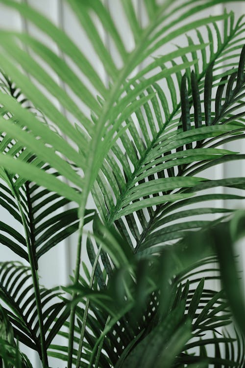 Close-Up Shot of Palm Leaves