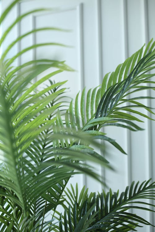 Close-Up Shot of Areca Palm
