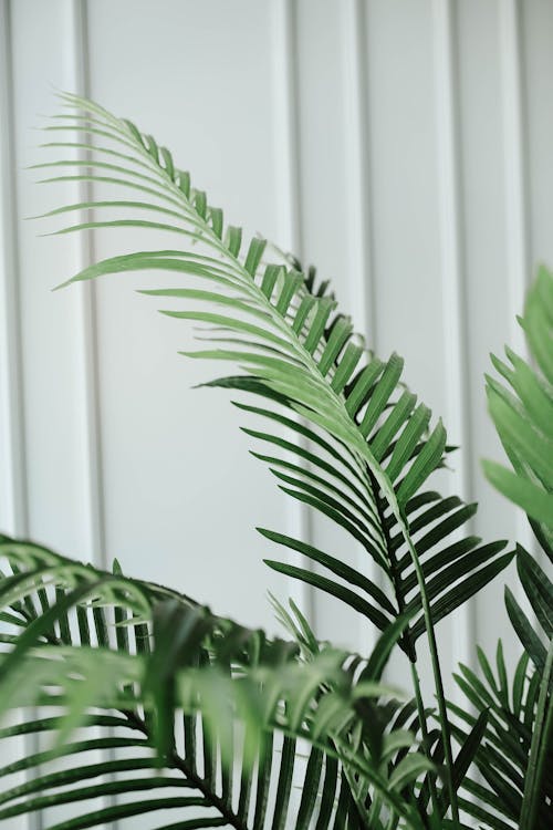 Gratis lagerfoto af areca palm, flora, grønne blade