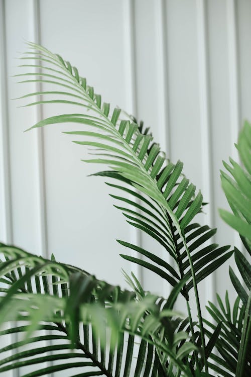 Foto profissional grátis de flora, folhas verdes, palma de cana dourada