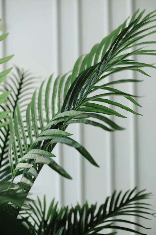 Gratis lagerfoto af areca palm, Grøn plante, grønne blade