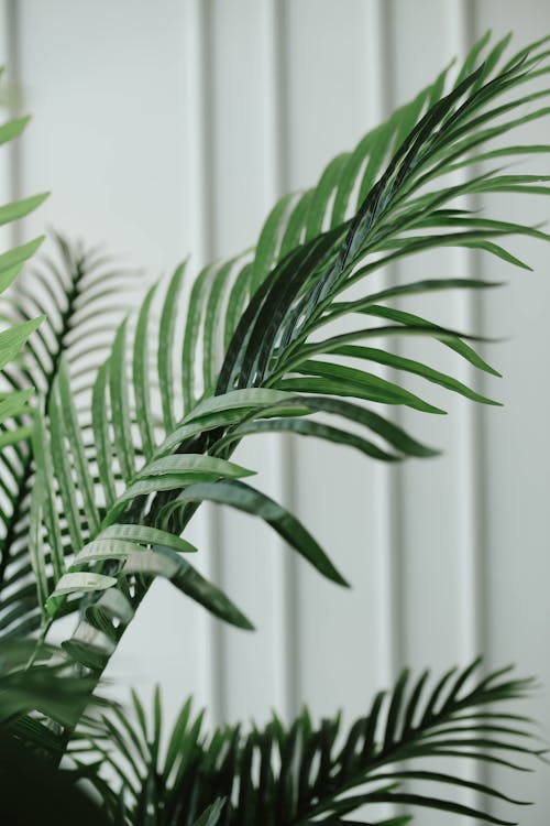 Gratis stockfoto met areca palm, detailopname, gebladerte