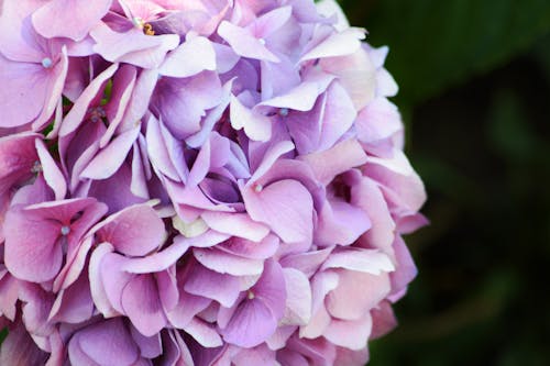 Close-up Photo of Pink Hydrangea Flowers