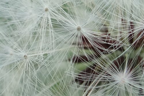 Free stock photo of close-up, dandelion puff, dandelion seed