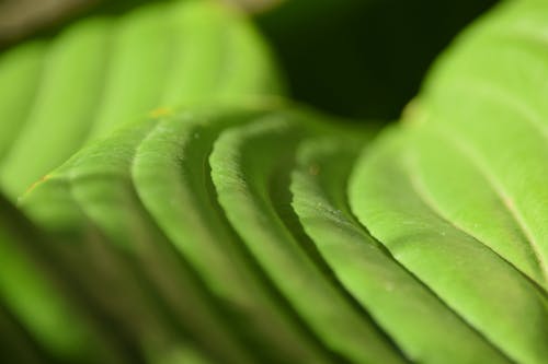 Free stock photo of green, grooves, leaf