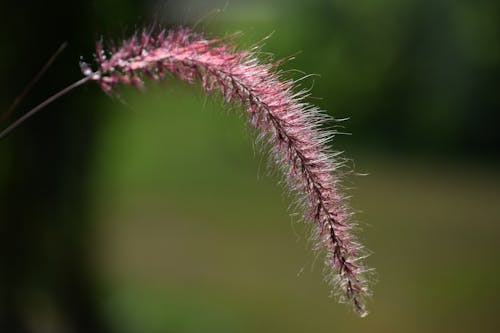 Free stock photo of fuzzy, grass, nature