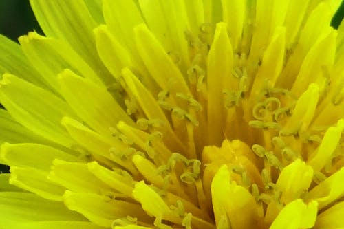 Free stock photo of close-up, dandelion, flower