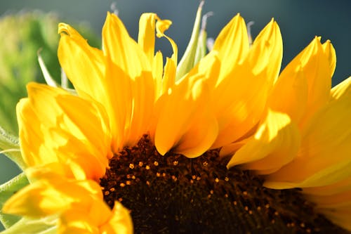 Free stock photo of backlight, flower, sunflower