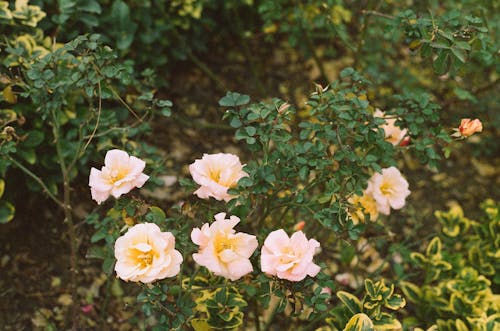 A Plant with Beautiful Flowers