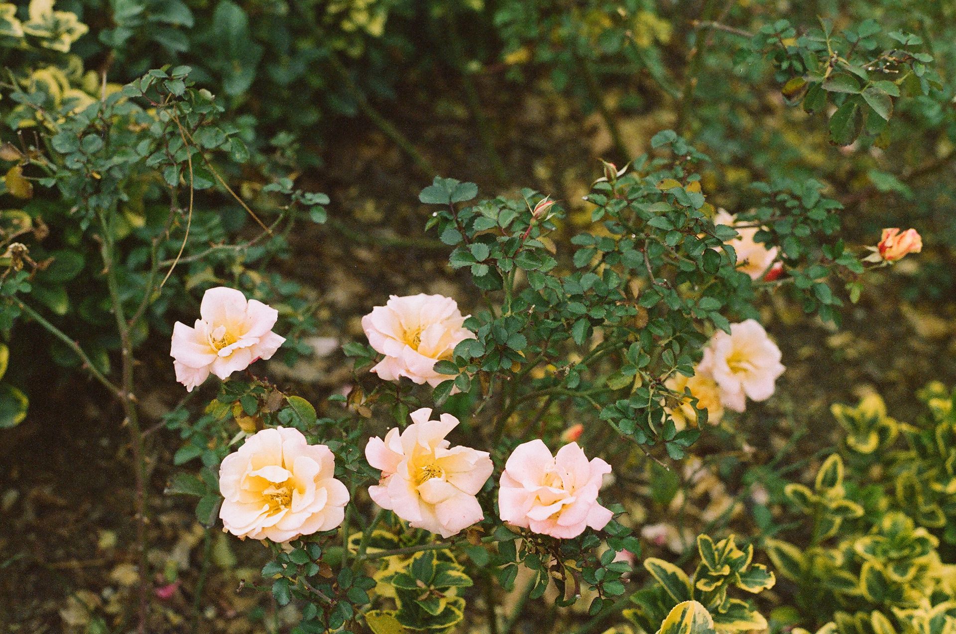 Close-up of delicate blooming roses surrounded by lush green leaves in a garden setting.