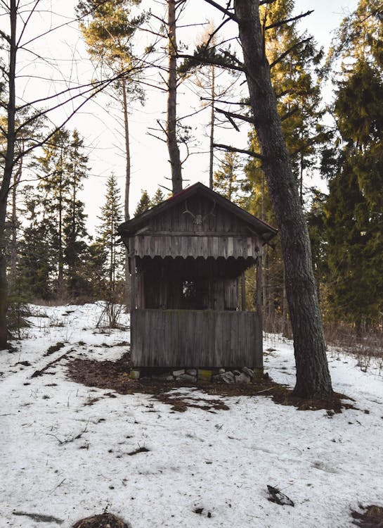 Ilmainen kuvapankkikuva tunnisteilla luontokuvaus, metsä, mökki