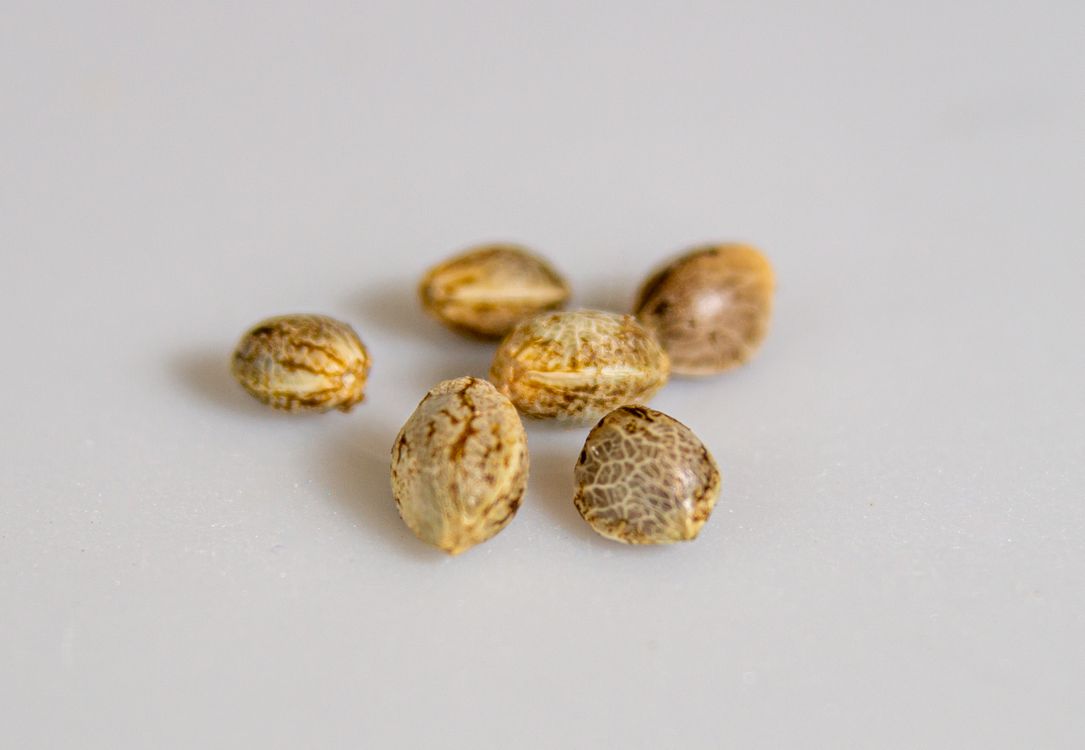 Marijuana Seeds: Do They Expire? Dark Brown Seed