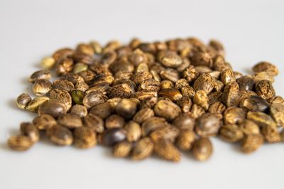 Hemp seeds in a small bowl ready to eat