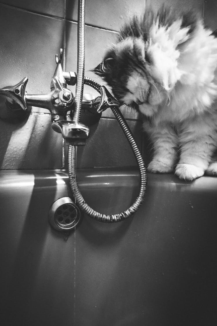 Cat Sitting On The Edge Of A Bathtub 