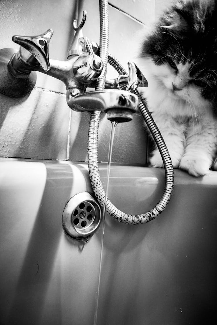 Cat Looking At Running Water From Tap