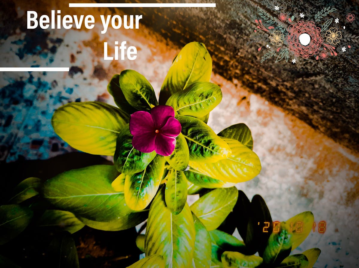 Multiple people recording and watching vertical videos on their phones