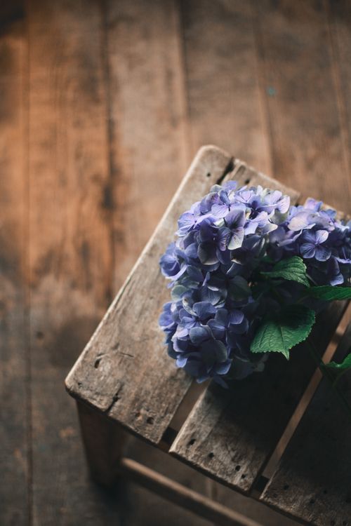 Free A top view of blue hydrangea flowers on a rustic wooden chair. Stock Photo