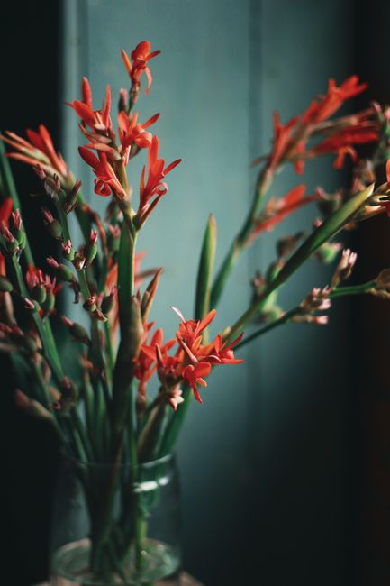 A striking display of red gladiolus flowers in a glass vase set against a muted background indoors.