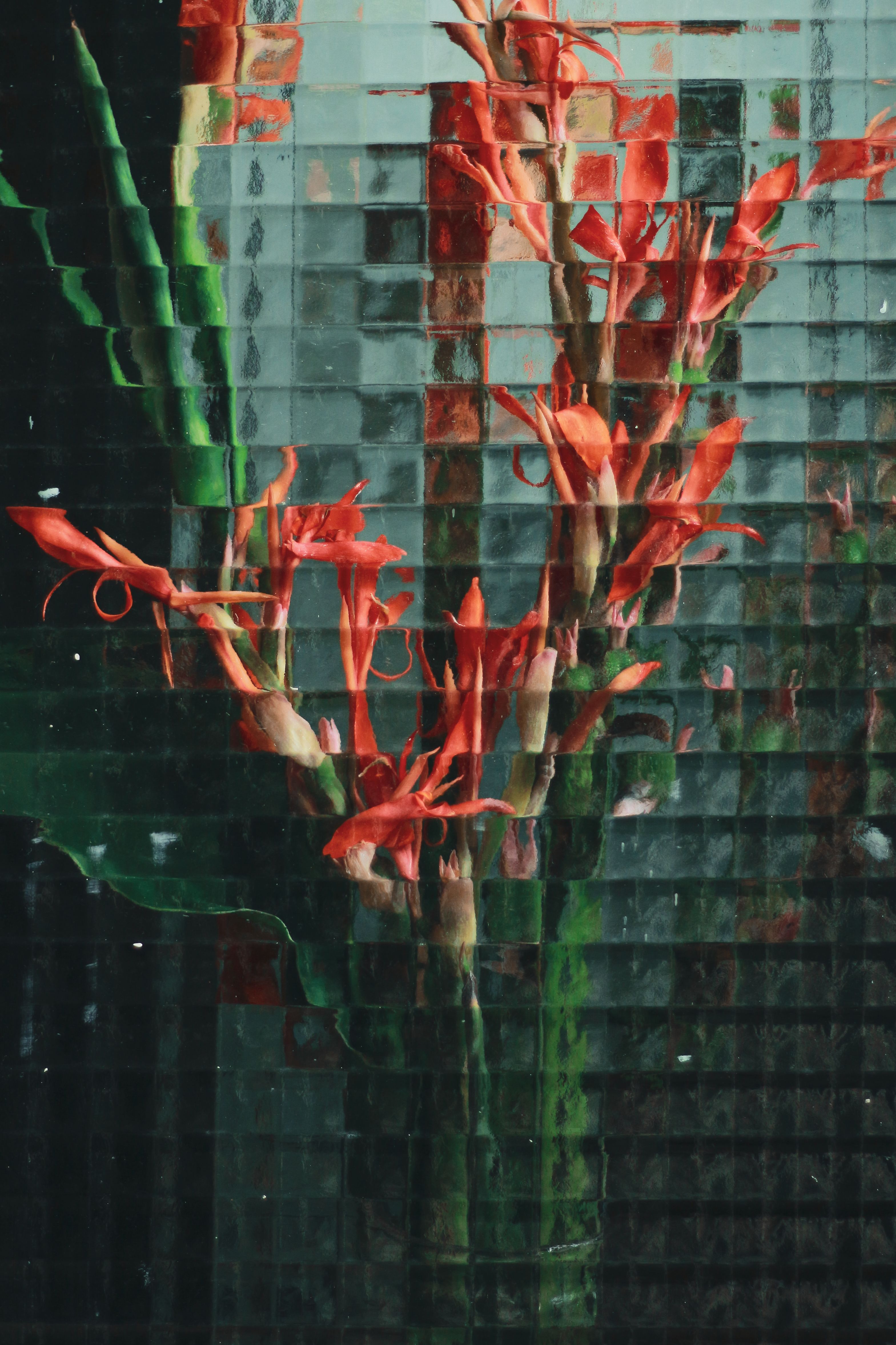 An artistic view of red flowers behind a textured glass panel, creating a dreamy look.