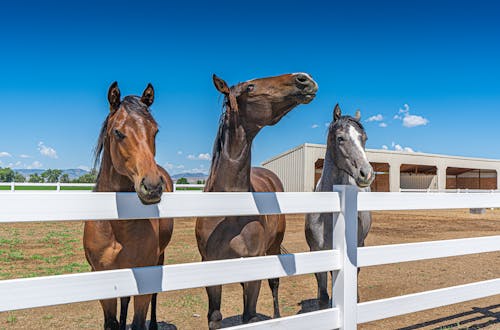 Horses on White Wooden Fence Under Blue Sky