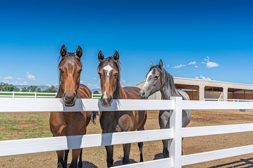 Horses in a Ranch Under Blue Sky