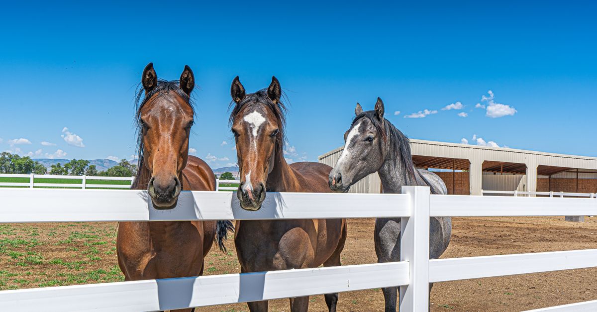 Three horses behind a white fence on a sunny day at a rural ranch.