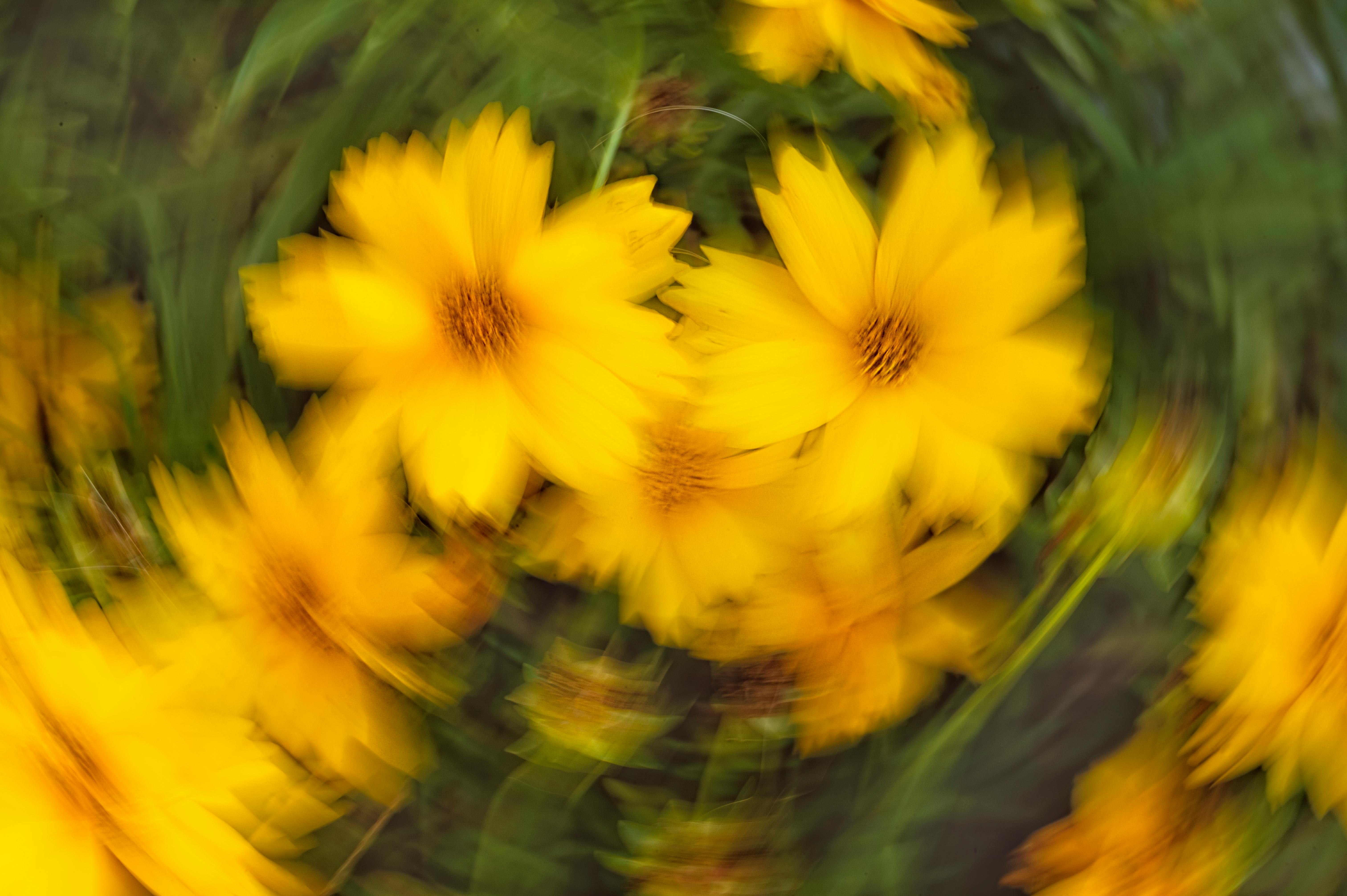 A dynamic and abstract image of yellow flowers captured in motion with radial blur.