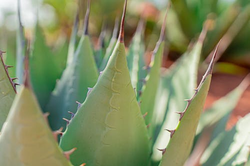 Gratis lagerfoto af Aloe vera, pigget, plantefotografering
