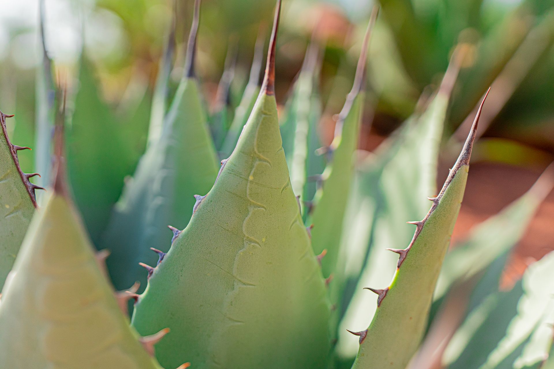 Close Up Shot of a Succulent Plant