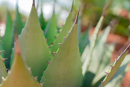 Close Up Shot of a Succulent Plant
