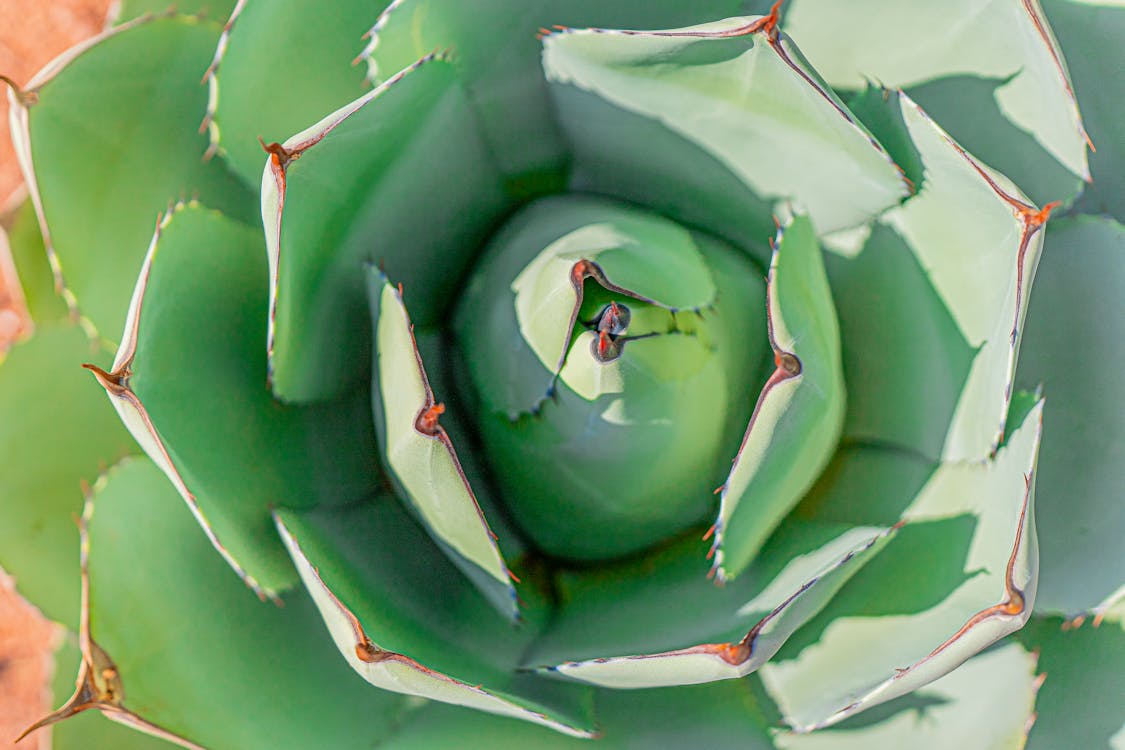 Gratis lagerfoto af Agave, Aloe, Aloe vera