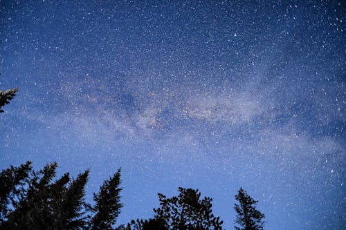 Silhouette of Trees Under Blue Starry Sky