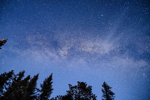 Clear starry sky with silhouettes of trees in Saint-Aimé-des-Lacs, Quebec.