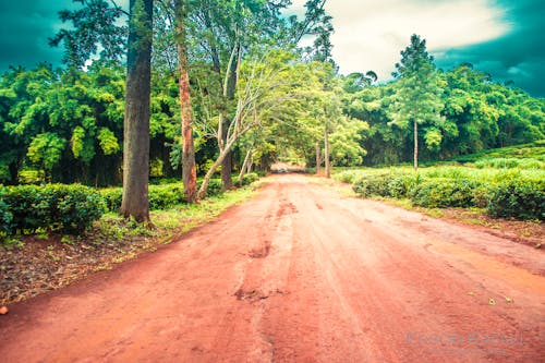 Gratis stockfoto met natuur achtergrond