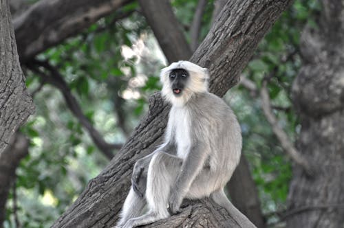 Grey and White Monkey on Tree Branch