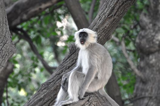A gray langur sits on a tree branch surrounded by lush forest, showcasing wildlife in its natural habitat.