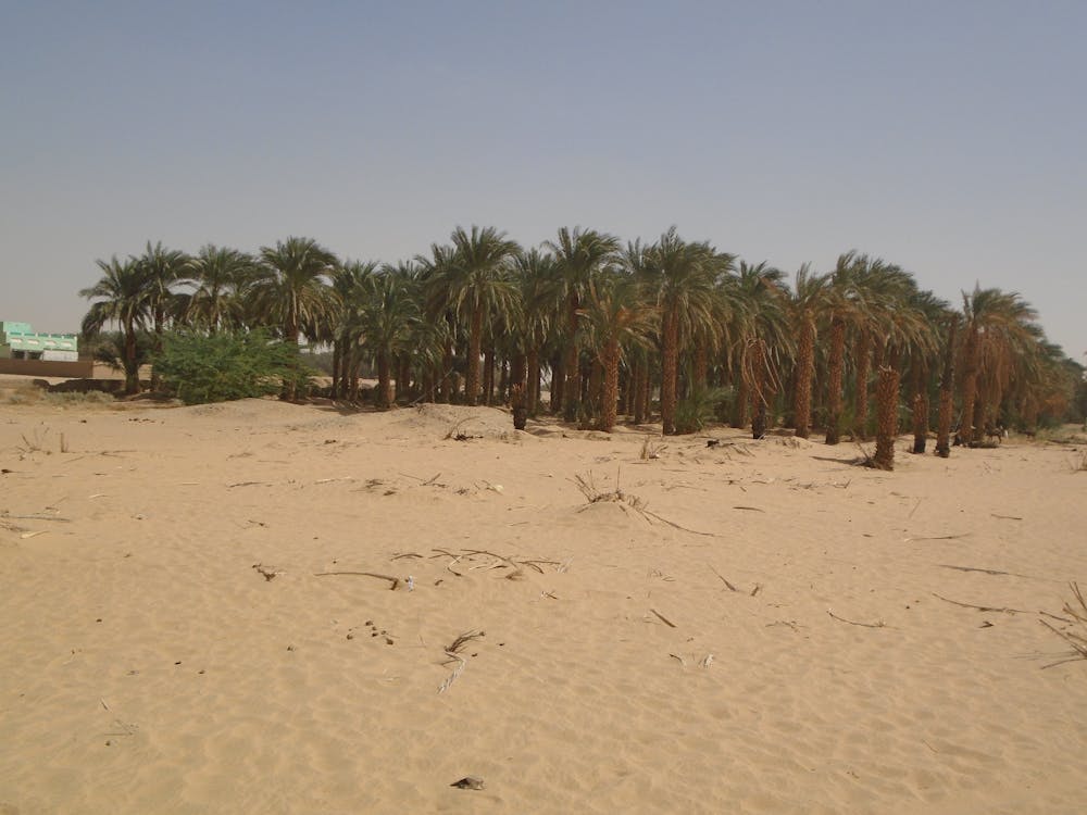 Бесплатное стоковое фото с деревья, пальма