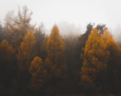Free Green Trees With Fogs Stock Photo