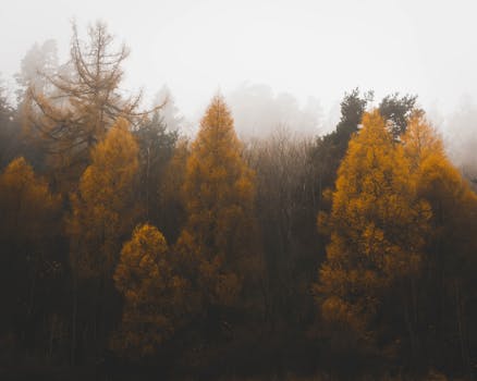 斯洛伐克有雾的秋天森林与金色的树木，构成了一幅宁静的自然景观