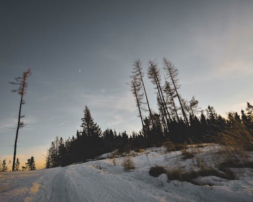無料 裸木と雪の写真 写真素材