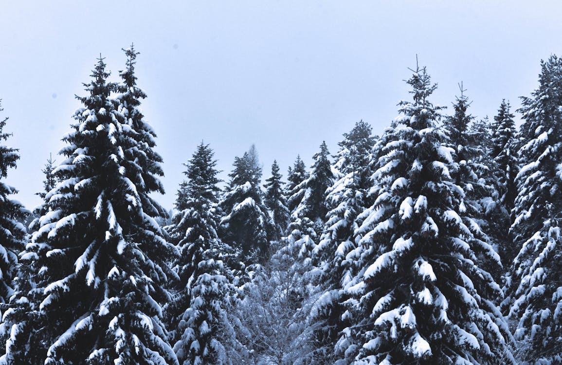 Free Snow Covered Pine Trees Under Cloudy Sky Stock Photo