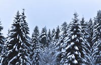 斯洛伐克有一片宁静的冬季森林，松树上覆盖着雪