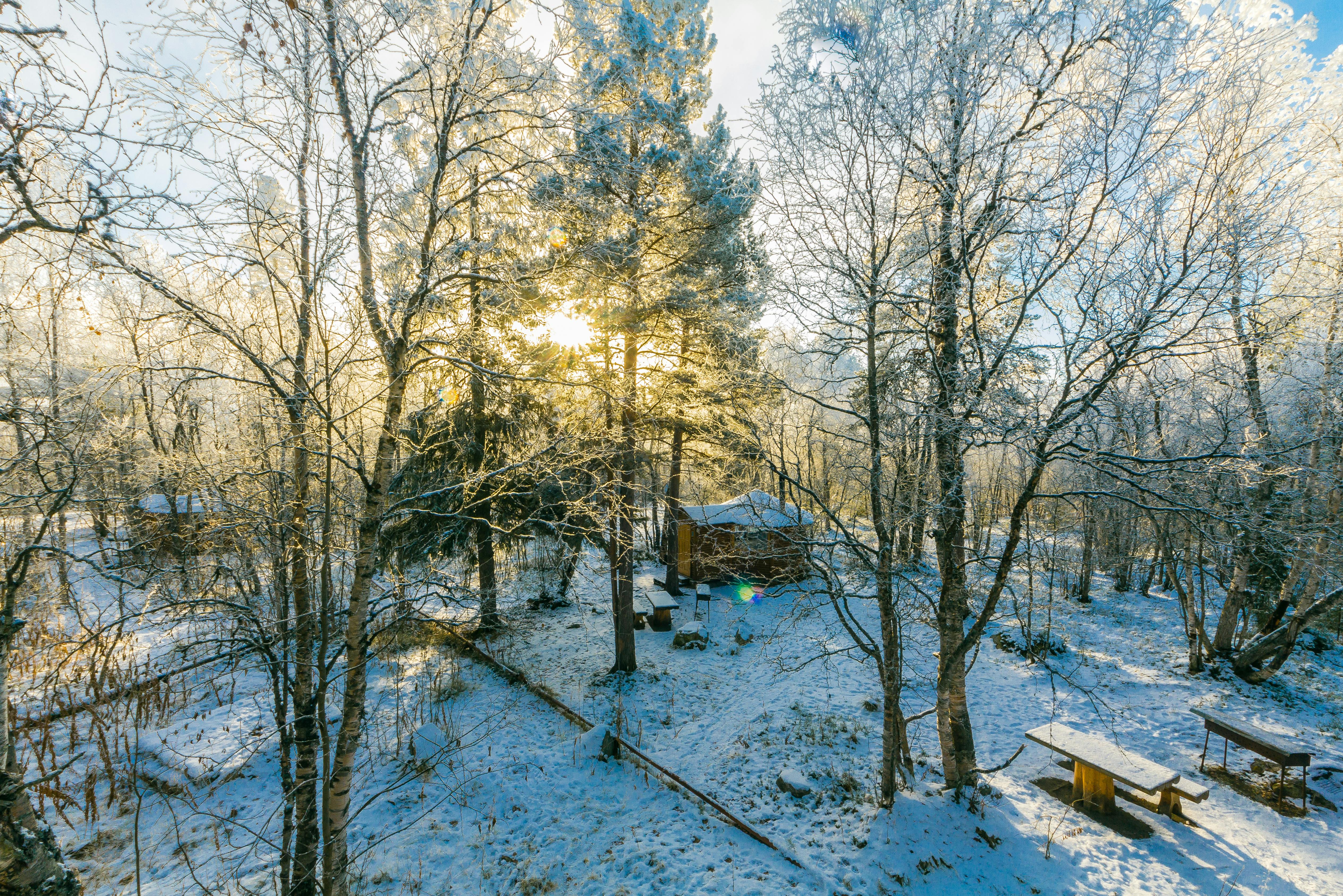 白雪覆盖的树木与柔和的日光构成迷人的冬季森林场景