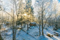 白雪覆盖的树木与柔和的日光构成迷人的冬季森林场景