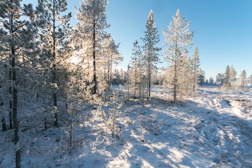 Gratis lagerfoto af dagslys, forkølelse, malerisk