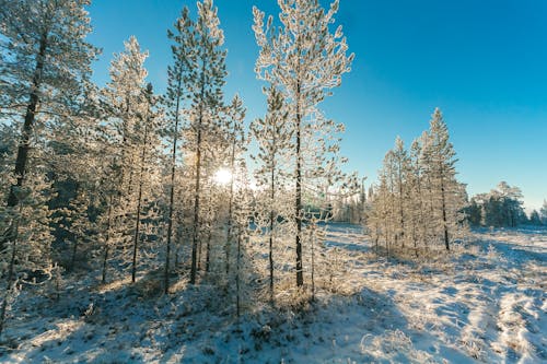 Árvores Cobertas De Neve E Encosta De Montanha