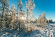 冬日阳光下，白雪覆盖的松树林映衬出宁静的霜冻景观