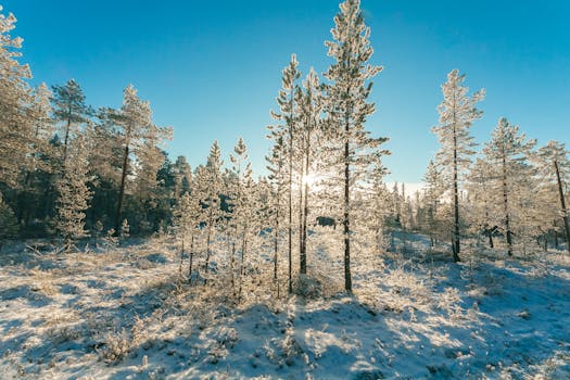 冬日森林风景秀丽，阳光透过白雪覆盖的树木洒下，寒冷、清脆而宁静