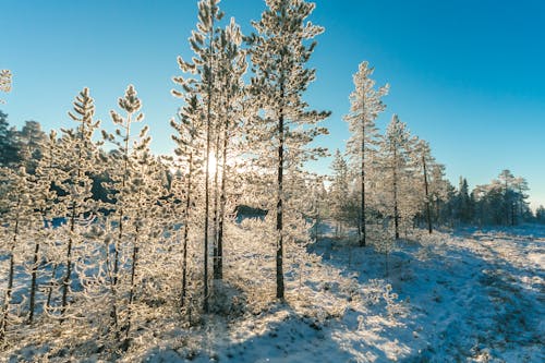 Campo De Pinheiros Com Neve